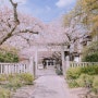 일본(日本) 교토(京都) 벚꽃(さくら)여행 2일차 8.호덴지(法伝寺)