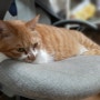 의자를 좋아하는 고양이