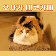 오사카 도톤보리 마메시바&고양이카페 둘 다 다녀온 솔직후기