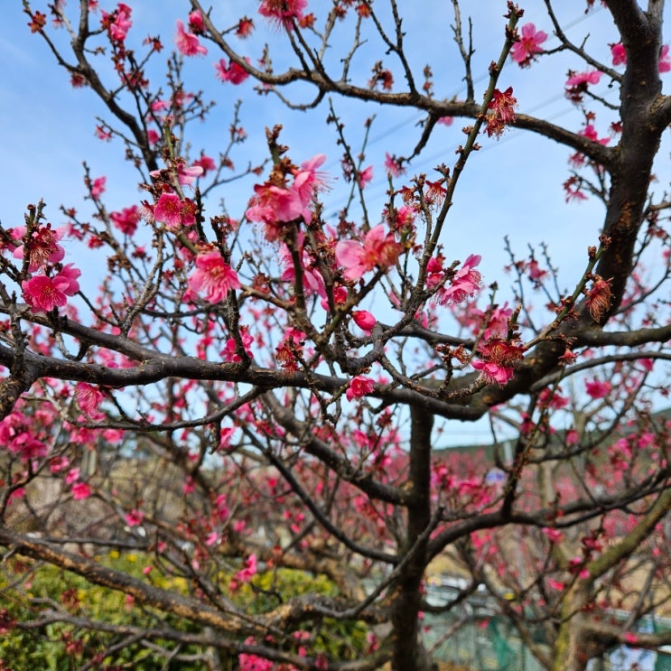 부산 기장 매화꽃구경 가볼만한곳 매화원