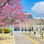 광주가볼만한곳 "국립광주박물관" 봄꽃구경, 광주매화명소