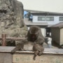 2월 후쿠오카 2일차 < 벳푸 (다카사키야마 원숭이 동물원) -유후인 당일치기 >