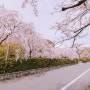 일본(日本) 교토(京都) 벚꽃(さくら)여행 2일차 5.세이류테이(清流亭)&구마노냐쿠오지신사(熊野若王子神社)