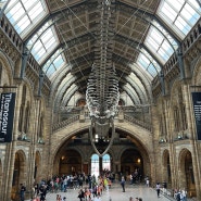 런던 자연사 박물관 잊을 수 없는 블루웨일 위엄