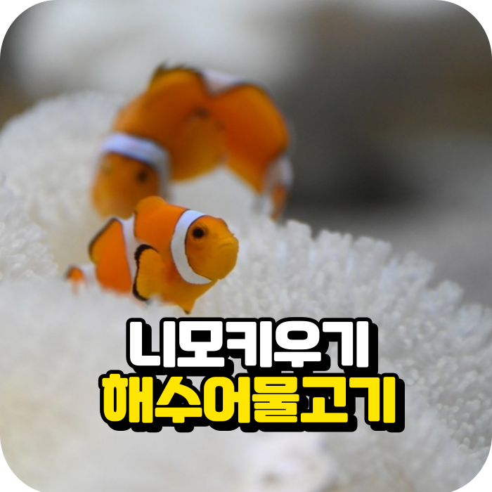니모 물고기 해수어 키우기 말미잘과의 공생 : 네이버 블로그