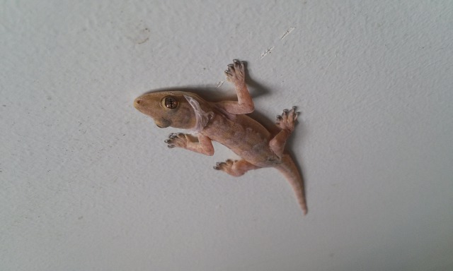 구름의 나라 필리핀.... 뚜꼬 (Tuko) & 토케이 게코 (Tokay Gecko) : 네이버 블로그