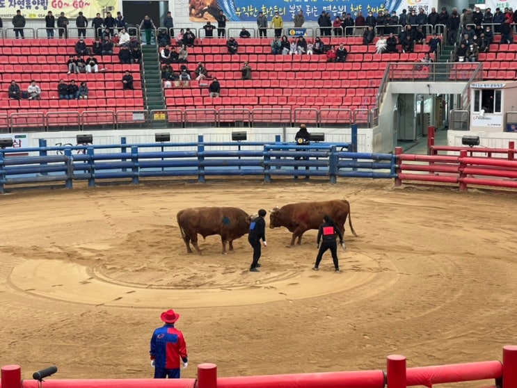 [경북 청도]청도 가볼만한곳 청도소싸움경기장 베팅방법...