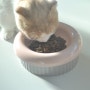고양이 밥그릇 추천 먼치킨 고양이 식기 보울보울 도넛볼 세트