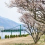 김해 가볼만한곳, 달무리수변공원 매화공원 실시간!