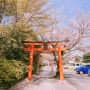 일본(日本) 교토(京都) 벚꽃(さくら)여행 2일차 10.다케나카이나리신사(竹中稲荷神社)