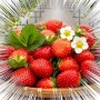 햇딸기 가격 냉동딸기판매