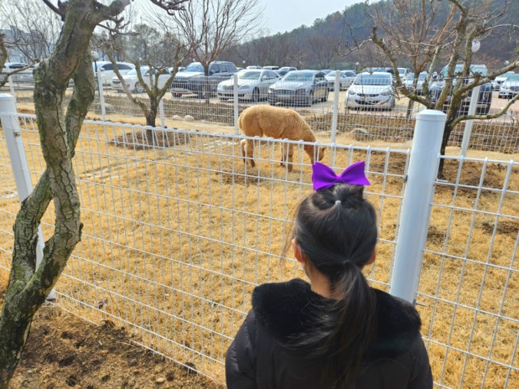 아기랑 갈만한곳 알파카가 있는 브런치카페 팔공산 달랏