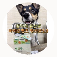 강아지 설사 걱정이라면 이거 한번 먹여보세요