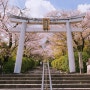 일본(日本) 교토(京都) 벚꽃(さくら)여행 2일차 9.무네타다신사(宗忠神社)