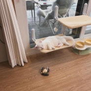 여주 샘플 이동식주택에는 동거 중인 고양이가 있어요.