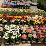 과천 주암동 꽃도매시장