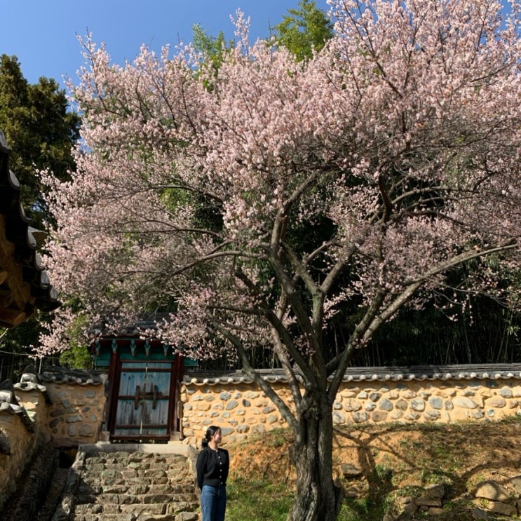 밀양] 3월 매화 명소 봄 꽃구경 나들이 가볼 만한 곳 밀양향교