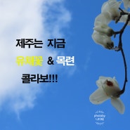 3월에 볼만한 제주 유채꽃과 목련