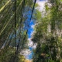[아라시야마 치쿠린과 덴류지] 일본 여행 교토 가볼만한곳! 대나무숲과 텐류지 절 솔직후기