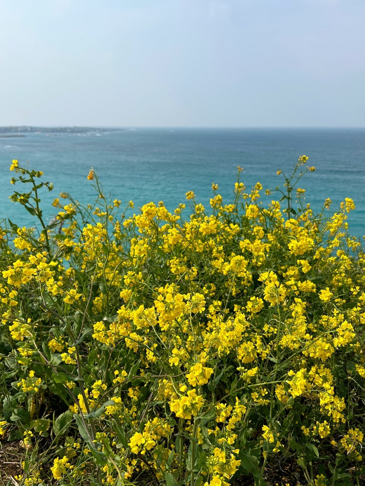 3월 제주도 여행 유채꽃 명소 | 제주 함덕해수욕장 서우봉...