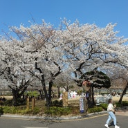 진달래꽃, 벚꽃 명소 (서울, 경기, 인천)
