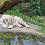 싱가포르 여행 : 싱가포르 동물원 살펴보기
