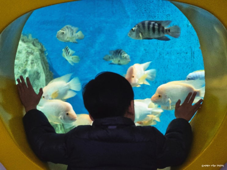대전 아쿠아리움 체험거리 많은 복합 실내 동물원