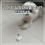 강아지 심장사상충 증상? 심장사상충약 넥스가드 스펙트라 가격 주기