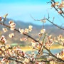 가장 먼저 만나 볼 수 있는 봄 광양 홍쌍리농원 매화