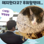 ci보험은 왜 욕을 먹을까? 정말 장점은 없을까?