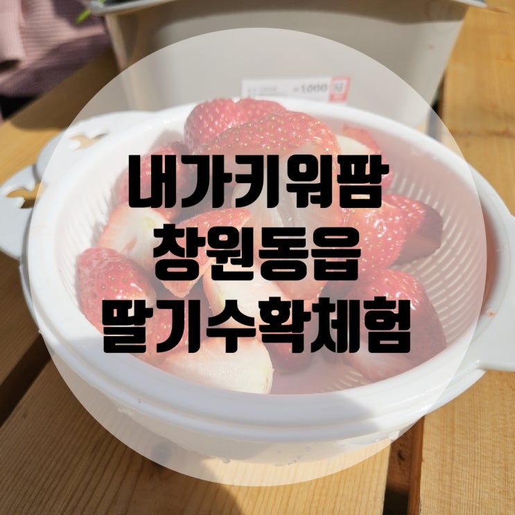 [창원동읍] 내가키워팜: 19개월 아기랑 딸기 수확체험 다녀온...