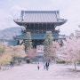 일본(日本) 교토(京都) 벚꽃(さくら)여행 2일차 11.콘카이코묘지(金戒光明寺)
