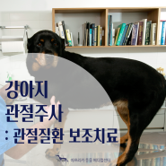 [아프리카동물메디컬센터] 강아지 관절주사(관절질환의 보조치료 요법)소개