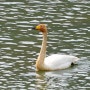 큰고니(Whooper swan)