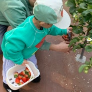 부산 딸기체험 농장 : 가족과 함께 가기좋은 ! 어린이체험 플랜비 체험농장