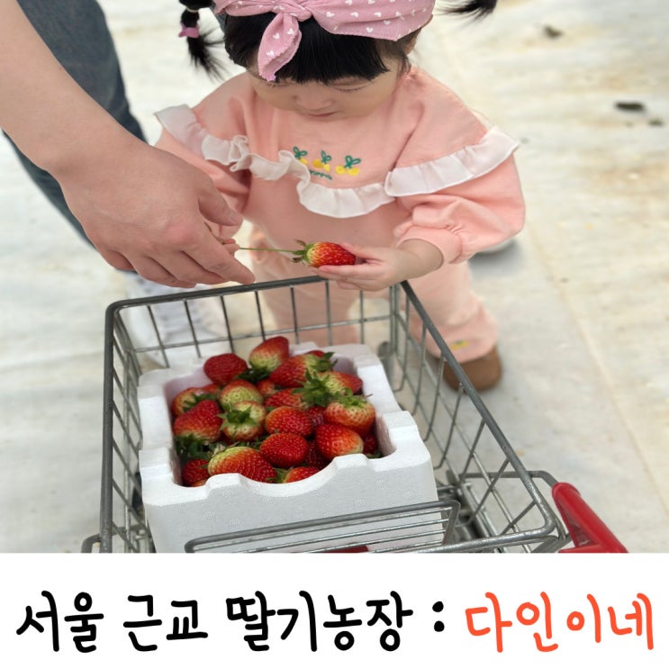 서울 근교 딸기농장 다인이네 딸기따기체험