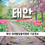 2024 충남 태안 튤립축제 기본정보 주차장 볼거리 입장권 예매 정리