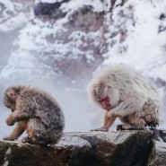 일본 가볼만한곳 나가노여행 지고쿠다니 야생원숭이공원