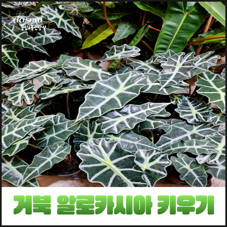 거북알로카시아 키우기 물주기 번식 알로카시아 종류 : 네이버 블로그