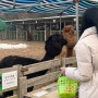 강화도 | 프렌쥬랜드 | 알파카 실내동물원 동물먹이체험