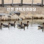〔인천서구〕연희자연마당을 큰기러기들이 점령?(feat.복수초)