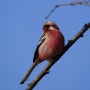 긴꼬리홍양진이(long-tailed rose finch)2