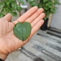 하트모양 해피트리 잎
