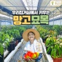 황금낭 애플망고 망고묘목 판매! 고소득 작목전환 문의하세요~