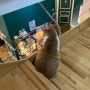 [안동 게스트하우스] 귀여운 고양이가 있는 안동풍경호스텔