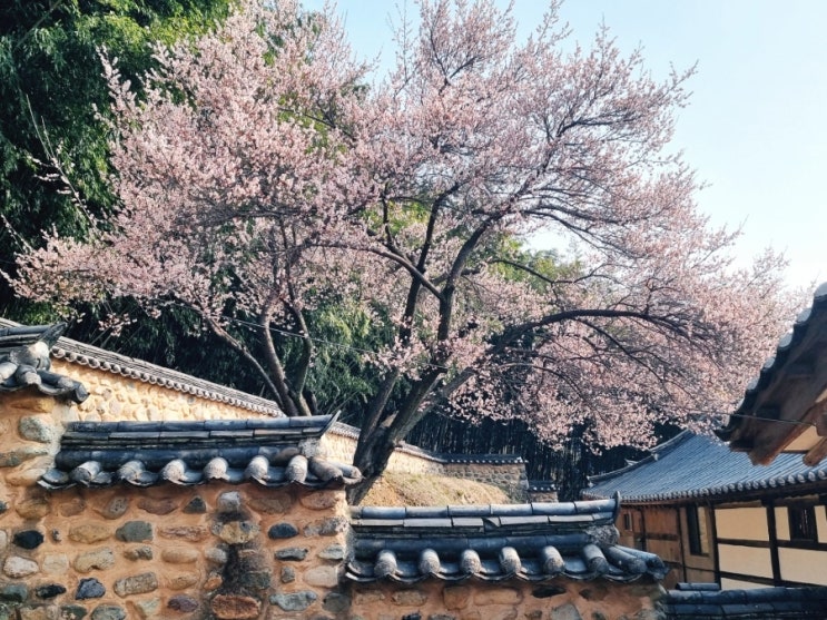 밀양향교 매화 개화상태 부산 근교 매화명소 가볼만한곳