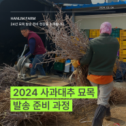 2024 사과대추 묘목 포장 및 발송 과정