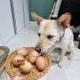 강아지 구운 계란 급여해도 괜찮을까요?