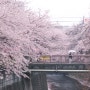 벚꽃이 아름다운 일본 여행지 5곳 [로컬트립 ② 일본]