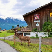 [유럽여행/스위스여행] 스위스 가볼만한 곳 추천 ③ 이젤발트(Iseltwald)/ 스위스 사랑의불시착 촬영지/ 이젤발트 가는법